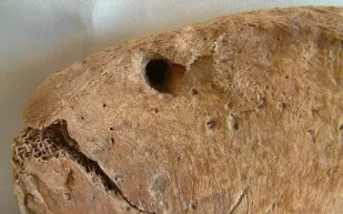 دراسة تكشف سرًا جديدًا عن تاريخ المصارعة الرومانية بين البشر والأسود 