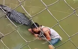 سيلفي متهور ينتهي بسائح بين أنياب تمساح (فيديو)