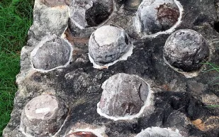 نمط غريب لبيض الديناصورات يثير دهشة العلماء في الصين