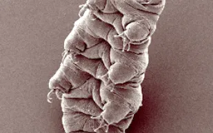 الدببة المائية.. مخلوق صغير يتحدى الكون بأسراره