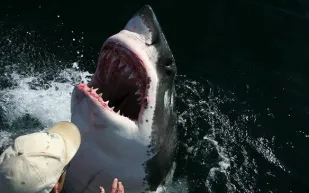 لحظات مرعبة لغواص ينجو من هجوم قرش أبيض بأعجوبة