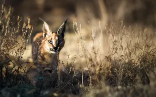 "الشرق ديسكفري" تقدم أشهر وأضخم برامج الحياة البرية في الشرق الأوسط وشمال إفريقيا