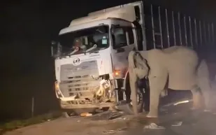 مشهد أبكى الملايين.. فيلة حزينة تحاول إنقاذ صغيرها بعد حادث مأساوي (فيديو)