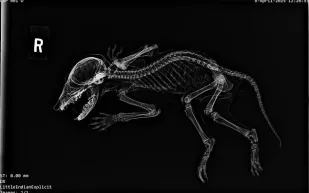 تعرف إلى كاباكابرا! مومياء غريبة بأيدٍ بشرية تُربك العلماء