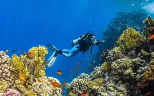 السعودية تقود رحلة مذهلة لاستكشاف كنوز البحر الأحمر وفتح أبواب المستقبل