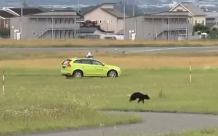 دب يوقف حركة الطائرات في مطار ياماجاتا الياباني (فيديو) 