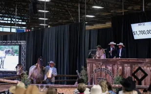 صفقة الـ 1.7 مليون دولار.. لحظة بيع لا تُنسى في عالم الخيول الغربية