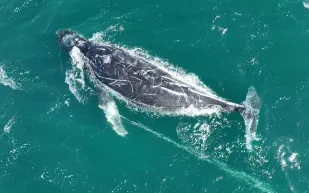 في عملية إنقاذ مثيرة: البحث عن حوت أحدب يسبح مربوطًا بعوامة طولها 20 مترًا (فيديو)