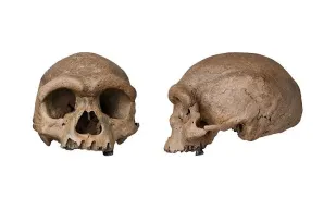 جمجمة "رجل التنين" تُعيد رسم شجرة الإنسان