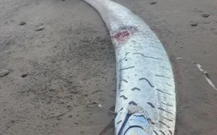 ظهور سمكة يوم القيامة على شاطئ أسترالي يثير الجدل والأساطير! (فيديو)