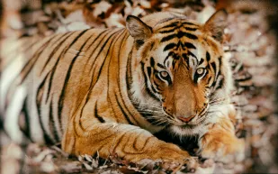 واقعة نادرة: رجل ينجو من هجوم نمر بعد معركة مثيرة (فيديو)