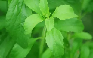 هل تصبح ستيفيا سلاحًا طبيعيًا ضد سرطان البنكرياس؟.. دراسة جديدة تكشف 