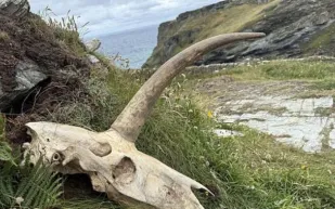 هل تعود جمجمة "سادي-جيمس" لمخلوق أسطوري؟.. اكتشاف جديد يثير الجدل