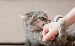 خدوش القطط قد تصيبك بمضاعفات عصبية.. طبيب يحذّر من مخاطر غير متوقعة