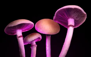 دراسة تكشف: الفطر السحري يؤخّر الشيخوخة