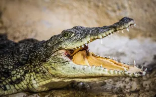 بين أنيابه حتى الموت.. هجمات التماسيح تحصد ضحايا جدد بإندونيسيا 