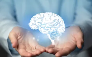 دراسة: دماغ الإنسان لا يتوقف عن النمو