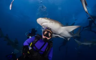 "لست مجنونة".. ناشطة تتحدّى الصورة النمطية لأسماك القرش