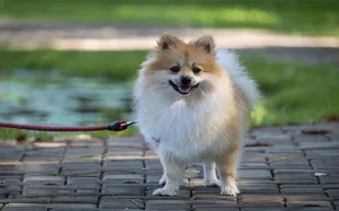 جرو بوميرانيان صغير يحقق الشهرة بعد طرد دب من المنزل (فيديو)