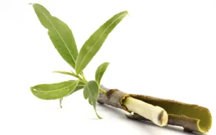 دراسة أمريكية تكشف فوائد لحاء الصفصاف لعلاج التهاب المفاصل وصحة القلب