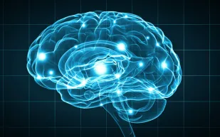 دراسة جديدة تكشف كيف يؤثر الدوبامين على استراتيجيات التعلم المختلفة