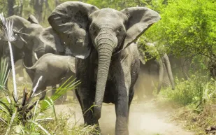 فيل يهاجم سائحًا بعد محاولة التقاط صورة كادت تودي بحياته (فيديو)