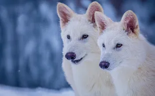 أسرار مدهشة تكشفها أول لقاءات الذئاب المستنسخة (فيديو)