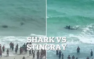 صراع بين سمكة قرش وراي قرب شاطئ فلوريدا يثير ذعر المصطافين (فيديو) 