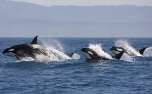 تكتيك الأوركا القاسي.. حيتان قاتلة تفترس حوتًا أحدب صغيرًا في مشهد وثائقي نادر (فيديو)