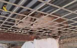 اكتشاف حديقة حيوانات سرية تضم 56 نوعًا نادراً في إسبانيا (فيديو)