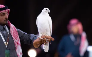 كيف أصبحت السعودية عاصمة عالمية لسياحة الصقور؟ 