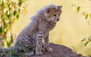 شبل فهد وكلب يتحوّلان إلى صديقين مقربين في حديقة أسترالية (فيديو)