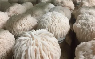 فطر "عرف الأسد" يكتسح تيك توك.. هل تستحق الضجة الصحية حوله؟