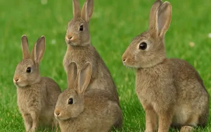 "أرانب الزومبي" تثير الجدل في الولايات المتحدة.. ما قصتها؟ (فيديو)