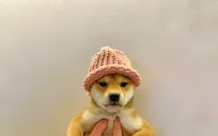 قبعة "Dogwifhat" تبحث عن مالك جديد في مزاد نادر