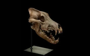 مزاد Nature & Science.. كنز الأحافير النادرة والنيازك الفريدة يفتح أبوابه قريبًا