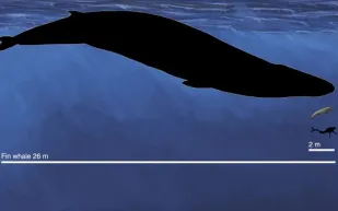 ليس كأحجام الحيتان المعاصرة.. اكتشاف حوت ما قبل التاريخ في أستراليا بحجم إنسان