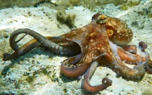 لحظات رعب داخل حوض أسماك.. أخطبوط يرفض الإفلات من ذراع طفل (فيديو)