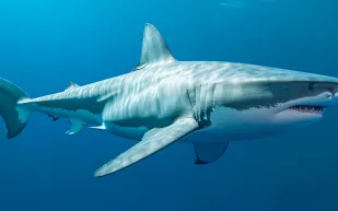 دراسة: القروش قد تفقد سلاحها الأهم بحلول عام  2300