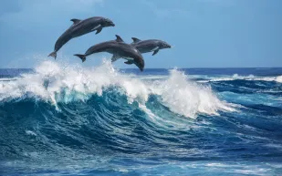  القنفذة.. إنقاذ دلفين عالق وإعادته إلى البحر (فيديو)