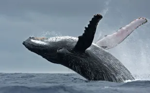 اصطدام مرعب.. حوت يُفاجئ امرأة على قارب صغير (فيديو)