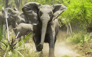 فيل غاضب يطارد السيارات ويثير الذعر في الهند (فيديو) 