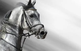 دراسة علمية توضّح كيف تحولت الخيول البرية إلى أليفة