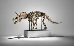 مزاد فيليبس يعرض  أحفورة ديناصور نادرة بسعر يصل إلى 3.5 مليون دولار!