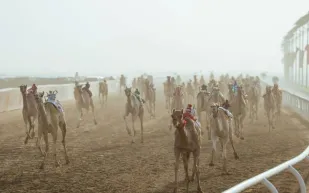 مهرجان ولي العهد للهجن 2025 يحقق أرقامًا قياسية جديدة (فيديو)