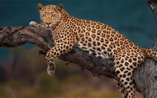 وجهات تُشعل روح المغامرة: تعرّف إلى عالم الحيوان عن قرب