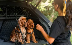 إكسسوارات الحيوانات من بنتلي تجمع بين الفخامة والحماية العملية