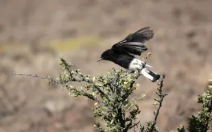 إنجاز علمي جديد: توثيق 45% من طيور المملكة في محمية الأمير محمد بن سلمان