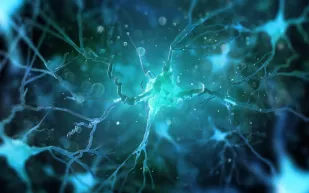 دراسة جديدة تكشف كيف يحول الدماغ التجارب اليومية إلى ذكريات دائمة