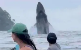 مشهد هوليوودي في قلب المحيط.. كاياكرز يواجهون قفزة حوت مفاجئة (فيديو)